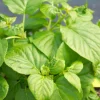 PLANTES AVENUE - Hortensia grimpant skylands giant/[-]pot de 1,5l - tuteur bambou 30/60 cm