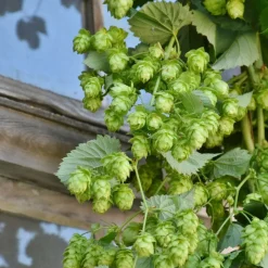 PLANTES AVENUE - Houblon nordbrau (femelle)/[-]godet - 5/10 cm