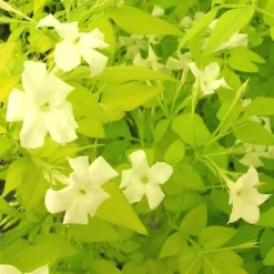 PLANTES AVENUE - Jasmin blanc aureum/[-]pot de 1,5l - tuteur bambou 30/60 cm