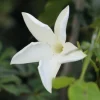 PLANTES AVENUE - Jasmin du chili/[-]pot de 3l - echelle bambou 60/120 cm
