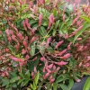 PLANTES AVENUE - Jasmin starry® night 'mormin1201'/[-]pot de 1,5l - tuteur bambou 30/60 cm