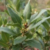 PLANTES AVENUE - Laurier-sauce/[-]pot de 4l - 20/40 cm