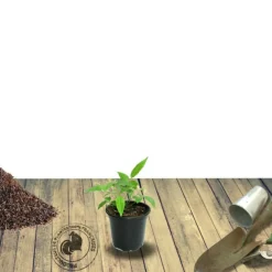 PLANTES AVENUE - Laurier-sauce/[-]pot de 7,5l - 60/80 cm