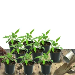 PLANTES AVENUE - Laurier-sauce/[-]pot de 7,5l - 60/80 cm
