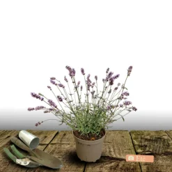 PLANTES AVENUE - Lavande dutch lavander/[-]pot de 3l - 20/40 cm