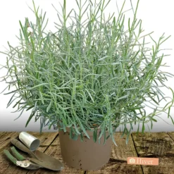 PLANTES AVENUE - Lavande dutch lavander/[-]pot de 12l - 50/60 cm