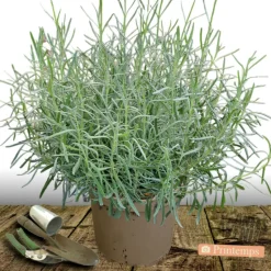 PLANTES AVENUE - Lavande dutch lavander/[-]pot de 12l - 50/60 cm