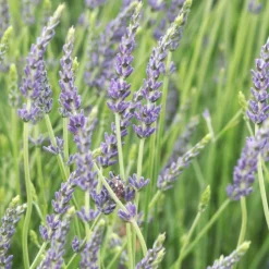 PLANTES AVENUE - Lavande dutch lavander/[-]pot de 2,5l - 20/30 cm
