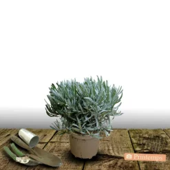 PLANTES AVENUE - Lavande edelweiss/[-]pot de 3l - 20/40 cm