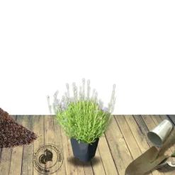 PLANTES AVENUE - Lavandin grosso/[-]pot de 3l - 20/40 cm