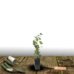 PLANTES AVENUE - Lierre à patte d'oie sagittifolia/[-]pot de 1,5l - tuteur bambou 30/60 cm