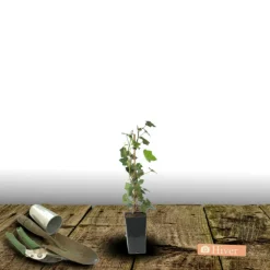 PLANTES AVENUE - Lierre à patte d'oie sagittifolia/[-]pot de 1,5l - tuteur bambou 30/60 cm