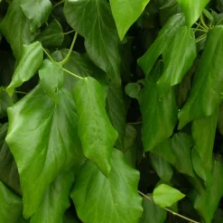 PLANTES AVENUE - Lierre des colchide/[-]pot de 3l - echelle bambou 60/120 cm