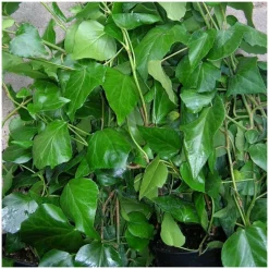PLANTES AVENUE - Lierre des colchide/[-]pot de 3l - echelle bambou 60/120 cm