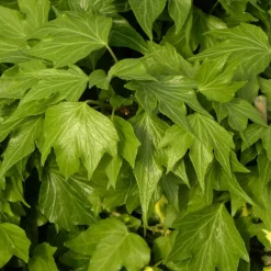 PLANTES AVENUE - Lierre des bois ivalace/[-]pot de 2l - tuteur bambou 60/90 cm