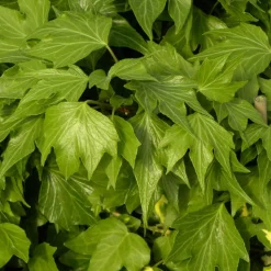 PLANTES AVENUE - Lierre des bois ivalace/[-]pot de 1,5l - tuteur bambou 30/60 cm