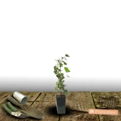 PLANTES AVENUE - Lierre des bois ivalace/[-]pot de 1,5l - tuteur bambou 30/60 cm