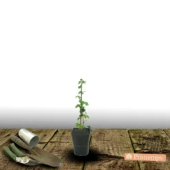 PLANTES AVENUE - Mûre adrienne®/[-]pot de 1,5l - tuteur bambou 30/60 cm