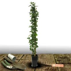 PLANTES AVENUE - Mûre little black prince®/[-]pot de 3l - echelle bambou 60/120 cm