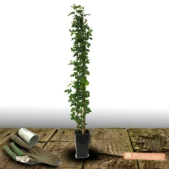 PLANTES AVENUE - Mûre little black prince®/[-]pot de 3l - echelle bambou 60/120 cm