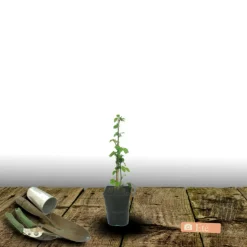 PLANTES AVENUE - Mûre thornfree/[-]pot de 1,5l - tuteur bambou 30/60 cm