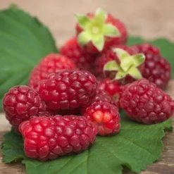 PLANTES AVENUE - Mûre-framboise/[-]pot de 1,5l - tuteur bambou 30/60 cm
