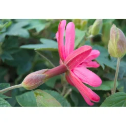 PLANTES AVENUE - Passiflore exoniensis/[-]pot de 1,5l - tuteur bambou 30/60 cm