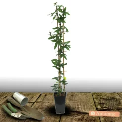 PLANTES AVENUE - Passiflore à fruits cooltropics® snowstar®/[-]godet - 5/20 cm