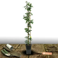 PLANTES AVENUE - Passiflore à fruits cooltropics® snowstar®/[-]godet - 5/20 cm