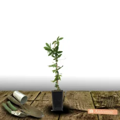 PLANTES AVENUE - Passiflore à fruits cooltropics® snowstar®/[-]godet - 5/20 cm