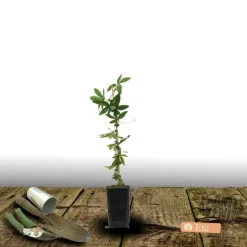 PLANTES AVENUE - Passiflore à fruits cooltropics® snowstar®/[-]pot de 1,5l _ tuteur bambou 30/60 cm