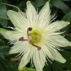 PLANTES AVENUE - Passiflore constance elliot/[-]pot de 3l - echelle bambou 60/120 cm