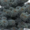 PLANTES AVENUE - Épicéa bleu pungens glauca globosa/[-]pot de 3l - 20/40 cm