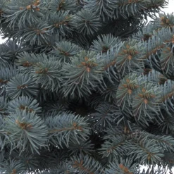 PLANTES AVENUE - Épicéa bleu pungens glauca globosa/[-]pot de 3l - 20/40 cm