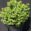 PLANTES AVENUE - Épicéa de serbie omorika nana/[-]pot de 3l - 20/40 cm