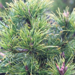 PLANTES AVENUE - Pin de montagne nain hesse/[-]pot de 3l - 40/60 cm