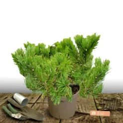 PLANTES AVENUE - Pin de montagne nain pumilio/[-]pot de 12l - 40/60 cm