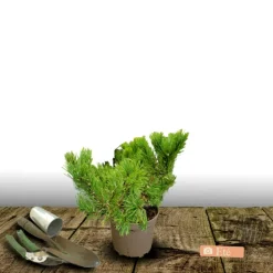 PLANTES AVENUE - Pin noir marie bregeon®/[-]pot de 3l - 20/40 cm