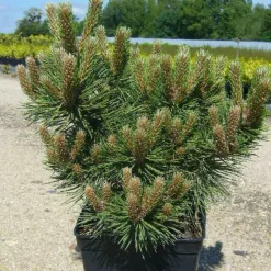 PLANTES AVENUE - Pin noir d'autriche nain/[-]pot de 5l - 40/60 cm