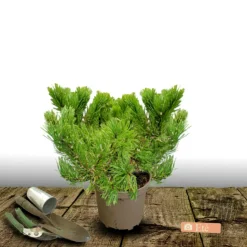 PLANTES AVENUE - Pin noir d'autriche nain/[-]pot de 5l - 40/60 cm