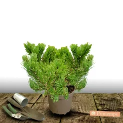 PLANTES AVENUE - Pin noir d'autriche nain/[-]pot de 5l - 40/60 cm