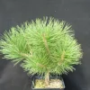 PLANTES AVENUE - Pin noir pierrick bregeon®/[-]pot de 12l - 40/60 cm