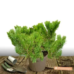 PLANTES AVENUE - Pin noir pierrick bregeon®/[-]pot de 12l - 40/60 cm
