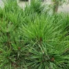 PLANTES AVENUE - Pin rouge du japon alice verkade/[-]pot de 5l - 40/60 cm