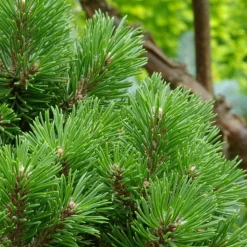 PLANTES AVENUE - Pin sylvestre nian globosa viridis/[-]pot de 5l - 40/60 cm