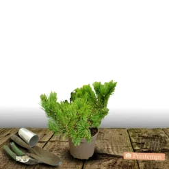 PLANTES AVENUE - Pin sylvestre nian globosa viridis/[-]pot de 3l - 40/60 cm