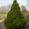PLANTES AVENUE - Épinette blanche conica/[-]pot de 3l - 20/40 cm