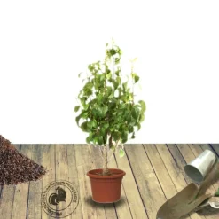 PLANTES AVENUE - Poirier nain garden pearl® 'pyvert'/[-]pot de 5.7l - 60/80 cm