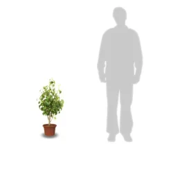 PLANTES AVENUE - Poirier nain garden pearl® 'pyvert'/[-]pot de 5.7l - 60/80 cm