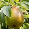 PLANTES AVENUE - Poirier nain garden gem®/[-]pot de 5.7l - 60/80 cm